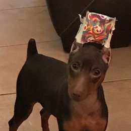 Turner - Miniature Pinscher