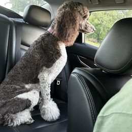 Dalmatian and Poodle Puppies from Reeves Family Standards