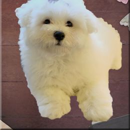 Coton de Tulear Puppies from Windy City Coton