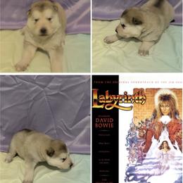 Labyrinth - Sable and white female Alaskan Malamute puppy in Easton, Maryland from Stars Howl-O Kennels by FurEver Friends Inc
