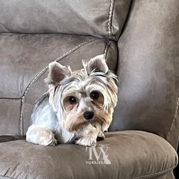 Skylar Rose - Yorkshire Terrier