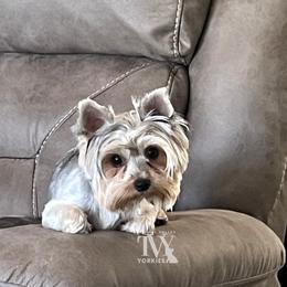 Skylar Rose - Yorkshire Terrier