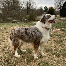 Vanna - Australian Shepherd