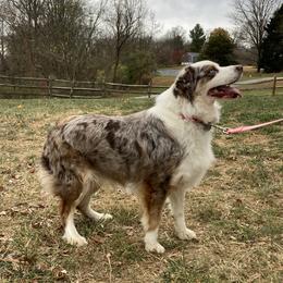 Vanna - Australian Shepherd