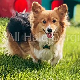 American Corgis and Pembroke Welsh Corgis from All Hale Corgis