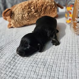 Boy 1 - Brindle male Dachshund puppy in Cardington, Ohio from A & J Miniature Dachshunds & Bulldogs