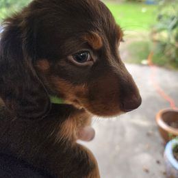 Dachshund Puppies from FureverFL