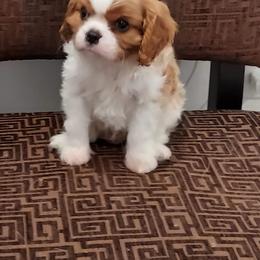 Cavalier King Charles Spaniel Puppies from Brookstone Farm