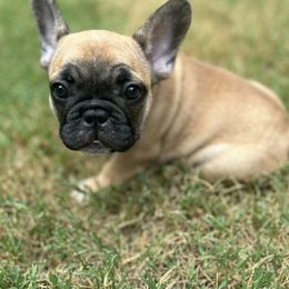 Black and Tan Coonhound and French Bulldog Puppies from Kalan Kennel