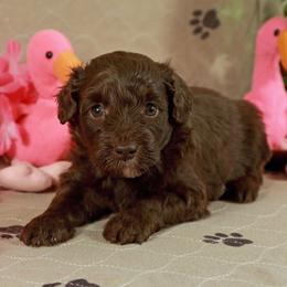 Athena - Red female Aussiedoodle puppy in Colonial Beach, Virginia from Bristol Mine Kennels