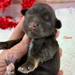 Coco - Liver female Miniature Schnauzer puppy in Sylvania, Georgia from Southern Sky Miniature Schnauzers