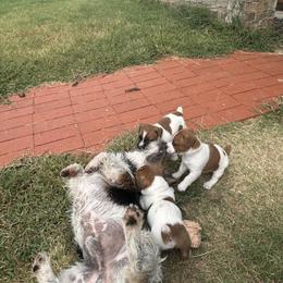 Russell Terrier Puppies from Claddagh Pastures