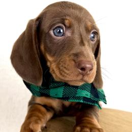 Atticus AKC - Chocolate and tan male Dachshund puppy in Hendersonville, North Carolina from Snarky Doxy Miniature Dachshunds