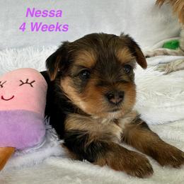 Nessa - Black and tan female Yorkshire Terrier puppy in Ashland, Kentucky from Yorkie Paw