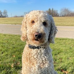 Goldendoodles from Woodview Doodles