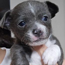 Baloo - Blue and white male Chihuahua puppy in El Paso, Texas from JVJ Chihuahua