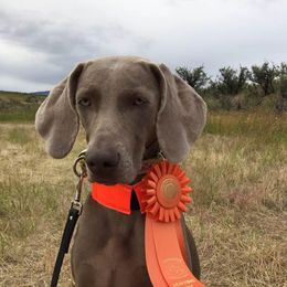 Weimaraners from Belleven Weimaraners