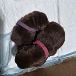 Second pick female - Chocolate female Labrador Retriever puppy in Bemidji, Minnesota from Northern Star Elite Quality Labrador Retrievers