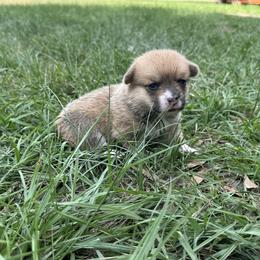 Girl 1 - Red female Pembroke Welsh Corgi puppy in Ocala, Florida from Rivermont Farm