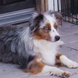 Ash - Toy Australian Shepherd