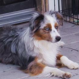 Ash - Toy Australian Shepherd