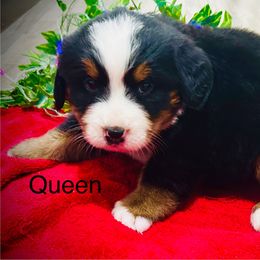 Queen OFA - female Bernese Mountain Dog puppy in Strasburg, Ohio from Lois Allison
