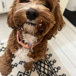 Assorted Doodle Crosses, Aussiedoodle, and Cockapoo Puppies from Phamily Doodles