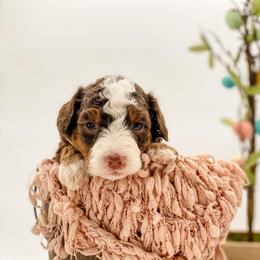 Idaho - Brown and white female Bernedoodle puppy in Hudson, Indiana from TurkeyCreek-K9