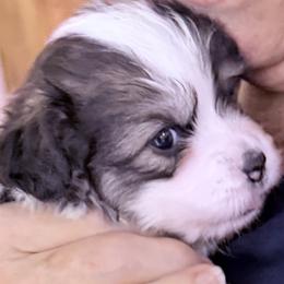 Pembroke Welsh Corgi puppies from Pluperfect
