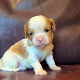 Leo - Blenheim male Cavalier King Charles Spaniel puppy in Paulden, Arizona from Nine Mile Cavaliers