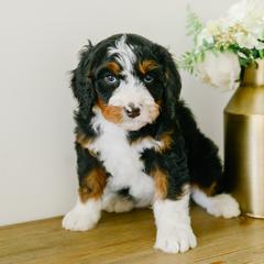 Caesar - male Australian Mountain Doodle puppy in Spanish Fork, Utah from K Brand Doodles
