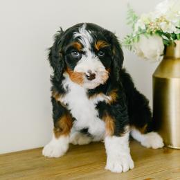 Caesar - male Australian Mountain Doodle puppy in Spanish Fork, Utah from K Brand Doodles