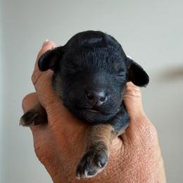 River - Phantom male Goldendoodle puppy in Cape Coral, Florida from Nay Nays Mini Doodles