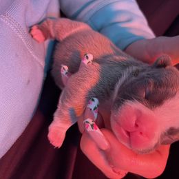 French Bulldog Puppies from Orderofthebulldogs, LLC