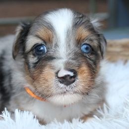 Miniature Australian Shepherd Puppies from Ever After Mini Aussies