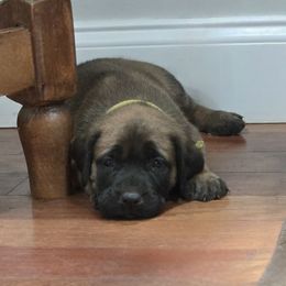 Yellow Collar - Apricot female Mastiff puppy in Auburn, Kansas from Diana's Puppies