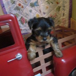Yorkshire Terrier Puppies from K.I.S.S.