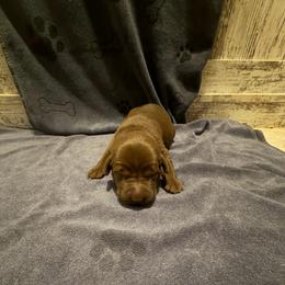 Marnie - Chocolate female Labrador Retriever puppy in Carriere, Mississippi from Cajun Water Retrievers