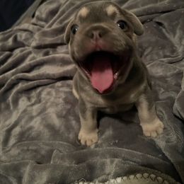 "GIO" French Bulldog Puppies from Only Frenchies