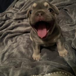 "GIO" French Bulldog Puppies from Only Frenchies