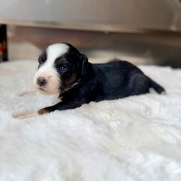 ECCO Reserved - Black tri female Miniature Australian Shepherd puppy in Dayton, Washington from Rafter 22 Aussies