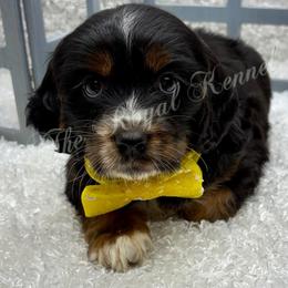 Boy 1 - Black white and tan male Cockapoo puppy in West Plains, Missouri from The Royal Kennel