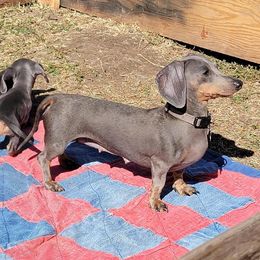 Dachshunds from Poppy's Pups