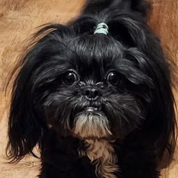 Luci Lu - Shichon