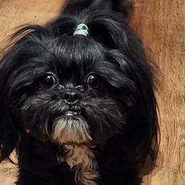 Luci Lu - Shichon