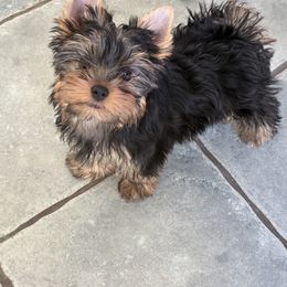 Yorkshire Terrier Puppies from Pastime’s Yorkshire Terriers