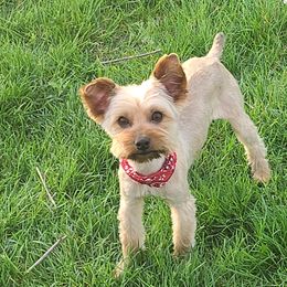 Pomeranians and Yorkshire Terriers from Countryside Yorkies and Poms