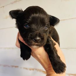 Liver - Liver female Miniature Schnauzer puppy in Malvern, Arkansas from Deep South Miniature Schnauzers