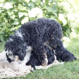 Bernedoodle Puppies from Darcy Lee's Designer Doodles
