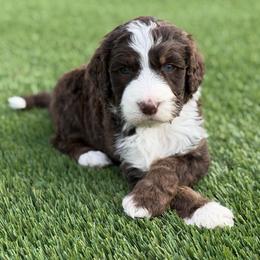 Mocha - Tri-color male Bernedoodle puppy in Fortuna, California from Dalton Poodles and Doodles
